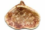 Fossil Spinosaurus Cervical Vertebra - Morocco #325117-2
